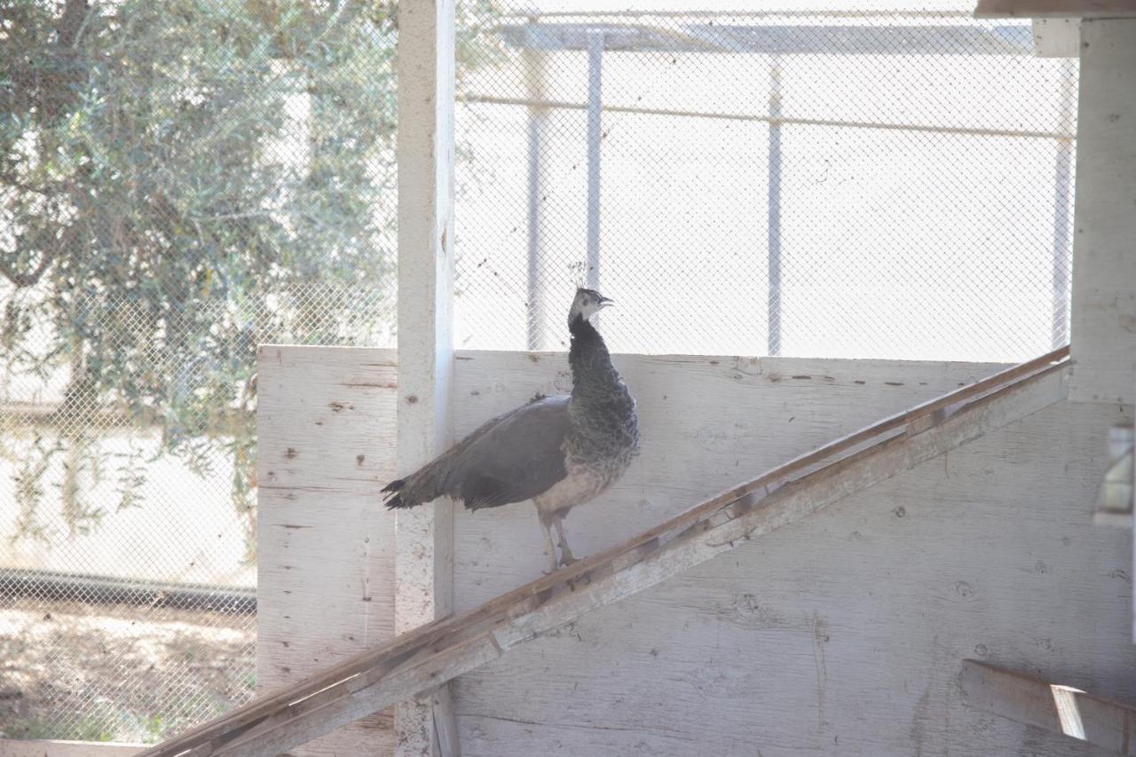 La Lantana Villa Marina di Ragusa Bagian luar foto